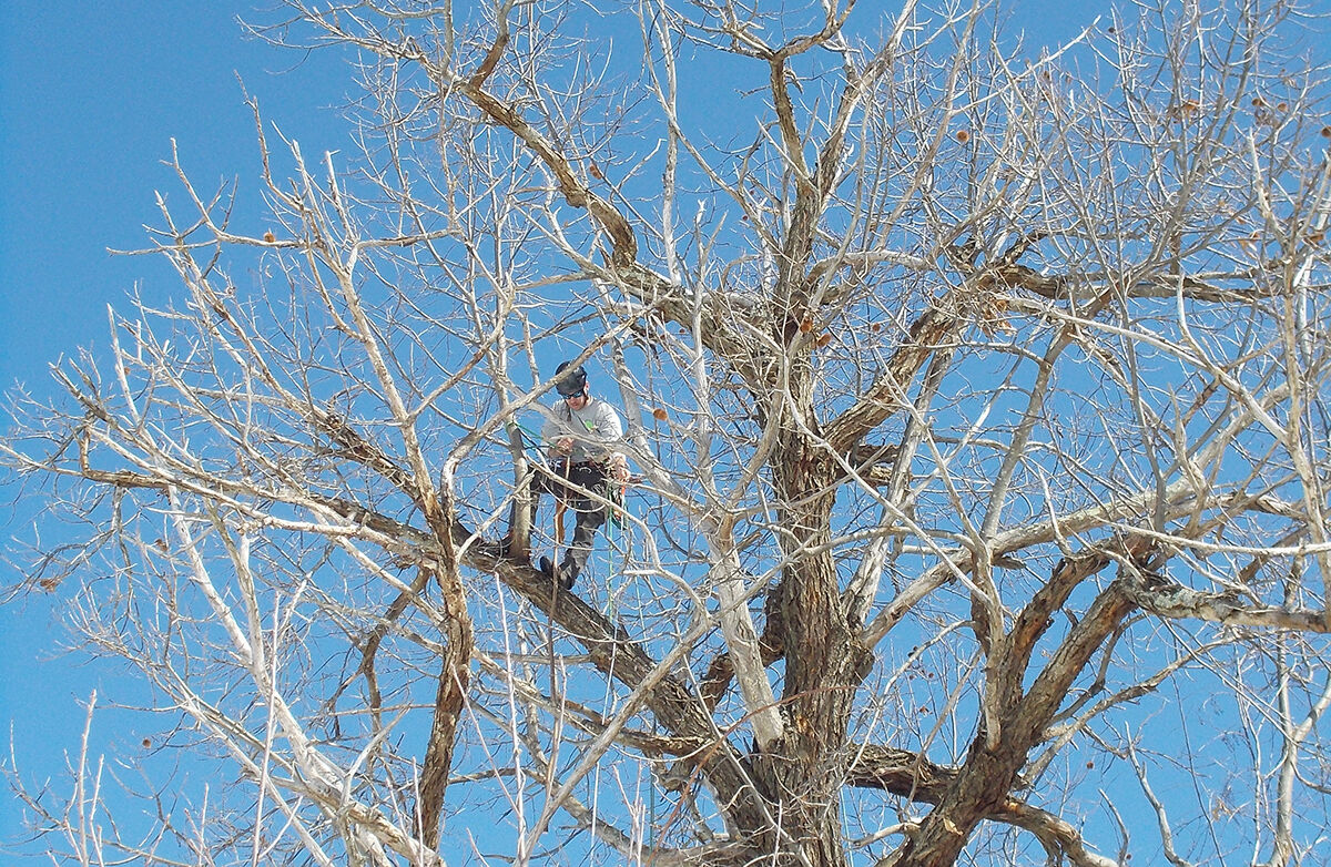 American chestnut